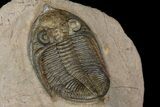 Detailed Zlichovaspis Trilobite - Issoumour, Morocco #171510-5